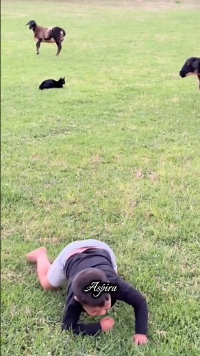 Watch how dogs protect humans