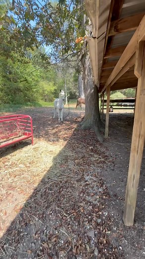 1K views · 82 reactions | A little time, love, and consistency go a long way.  #rehab #Tennessee #secondchances #fyp #rescueanimals #farmrescue #Nonprofit #adoptme | Mules 'N More Rescue and Rehab | Facebook