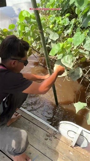 FIRST TIME TRIED SETTING FISH AND SHRIMP TRAP IN A BIG RIVER😅 #483 #bocahpecicilan