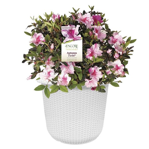 Reviews for ENCORE AZALEA 2 Gal. Autumn Twist Azalea Shrub with Bi-Color Purple Flowers in Decorative Container | Pg 5 - The Home Depot
