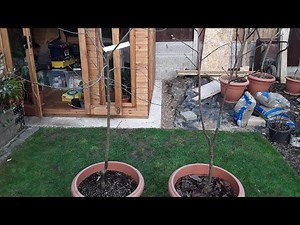 Persimmons, 2 different methods of training / pruning. Central leader or vase shape.