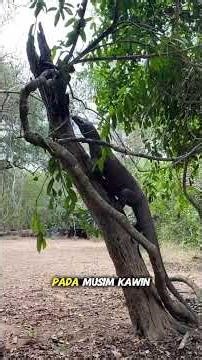 Jangan Dekati! Komodo yang Terlihat Berpelukan Ternyata Sedang Berkelahi #shorts #faktaunik