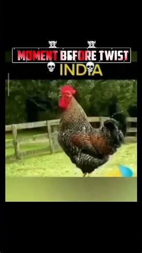 Why does this chicken sound like that 💀 #funny #chicken #funnyvideo