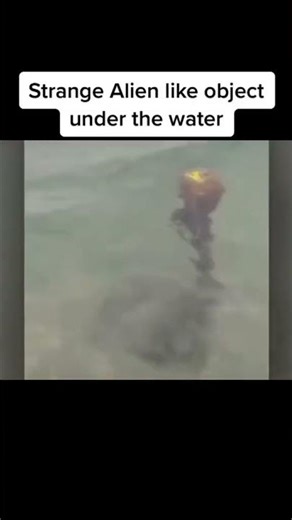 strange alien under water #beach #beachmistry #shorts