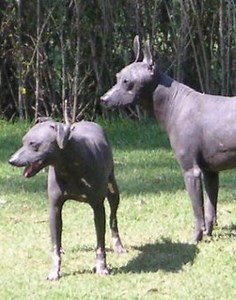 Xoloitzcuintli