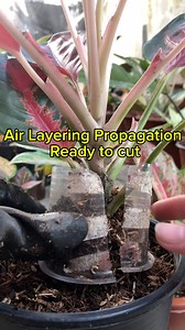 100K views · 1.3K reactions | Air Layering Propagation ready to cut. Aglaonema plants suksom #airlayering #propagation #propagating #aglaonema #plantlove #gardenlife #pageviralreels | Tithas Garden Life | Facebook