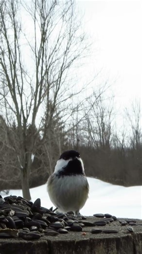 Chickadee flies in and grabs a quick sunflower seed