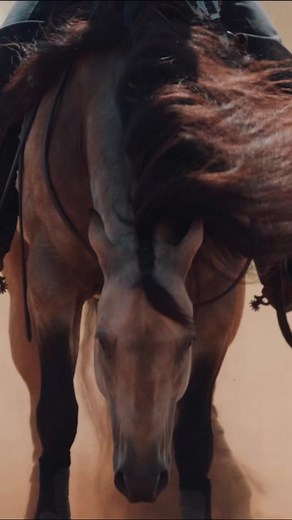 Jerseys Baby Driver and Trevor Dare: Equine Reining Performance