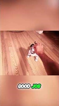 Sony AIBO Robot Dog: First Day at Home!