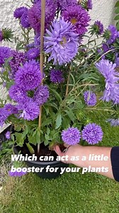 Don't let overripe bananas go to waste! Turn them into delicious pastries. Use the skins as natural plant food! It's a win-win for your taste buds and the planet. Video via @joesgarden.official (IG) | CalRecycle