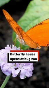 🦋 A new tropical butterfly house has opened at Bug Parc near Norwich. 🦋 | BBC Norfolk