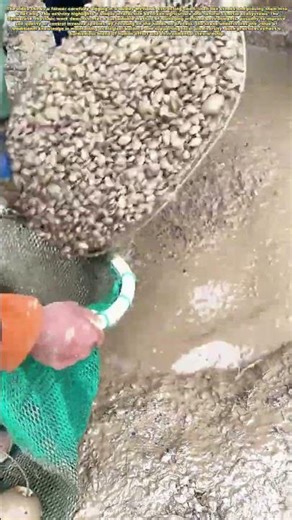 Mudflat Mysteries: Uncovering Hidden Treasures in Coastal Wetlands