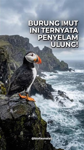 Burung imut penyelam handal!