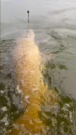 Best fishing techniques with best fishing tricks?!