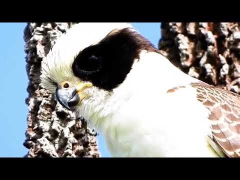 Laughing Falcon's Maniacal Laugh! 😂🦅