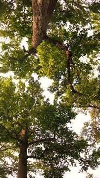 4K Nature Preview 🌳 Twisting Tulip Poplar Branches in Morning Light
