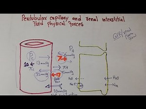 Renal system Lec 103 | Peritubular Capillary Hydrostatic pressure | Colloid osmotic pressure.