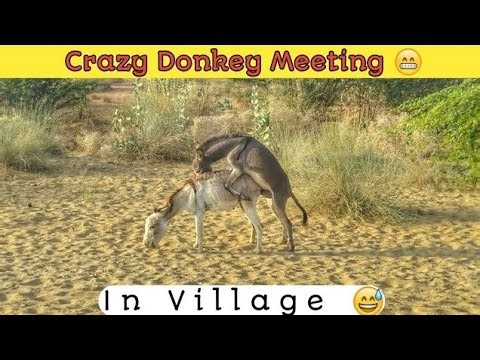 Amazing Facts About Donkeys and human relationship You Didn’t Know🐴