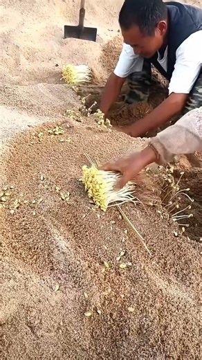 Watch These Bean Sprouts Slide Out Perfectly! 🌱😲#beansprouts #harvesting #maier #countrysidelife