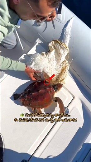 🐢 సంచిలో చిక్కుకున్న తాంబేలు… ఈ మనిషి చేసిన పని చూస్తే షాక్ అవుతారు! #viral