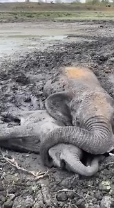 6.8K views · 31 reactions | For two days, a mother elephant and her...