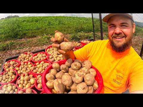 Huge Harvest on Our Vegetable Farm