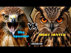 barn owl attacked by hawk – Masters of the Night and Sky