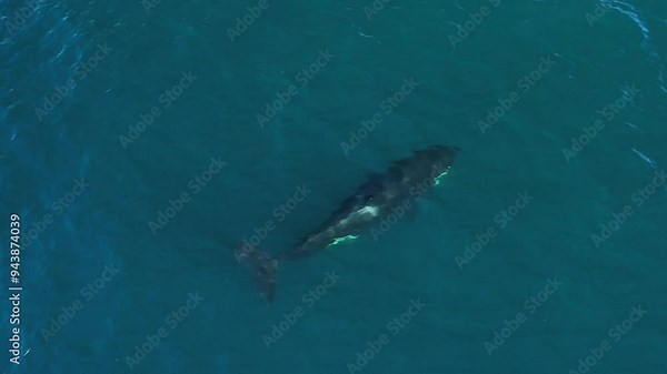 Tracking an ETP Orca as it actively hunts with the pod for their next meal off the coast of Southern California.