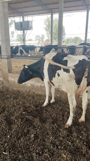 1st timer hiefer main compact uder #cow #farming #cowstory