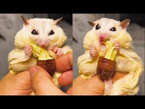 The snacks that sugar gliders like to eat are actually the same as cheese!