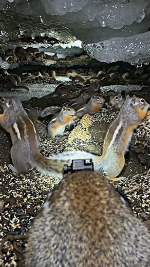 100+ Arctic Squirrels in ONE Hole! Raw Micro-Camera POV 🐿️ #Shorts