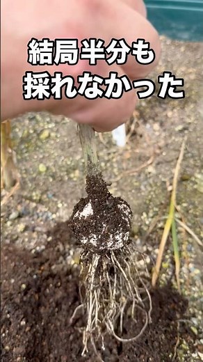 プランターで育てた"にんにく"の収穫は・・・ #にんにく #プランター栽培 #家庭菜園 #ガーデニング