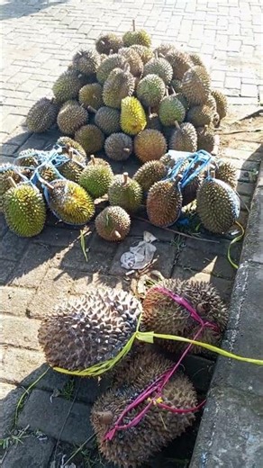 Local Durian at the Pasrepan fruit market terminal, Pasuruan district, East Java