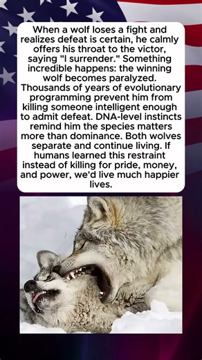 The Wisdom of the Wolf