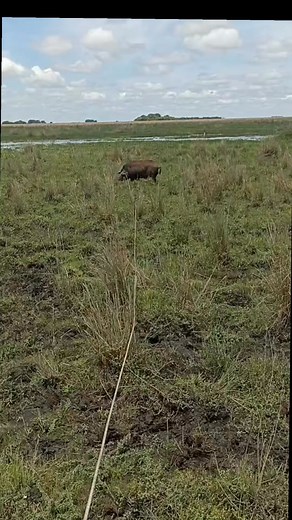 🏇🐖 | Corozo Sabanero