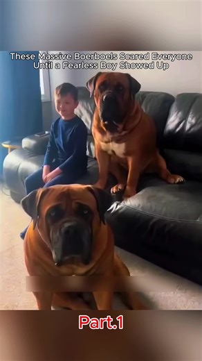 The two hundred pound giants were actually gentle #GentleGiants #Boerboel #DogBond #FearlessKid #USA