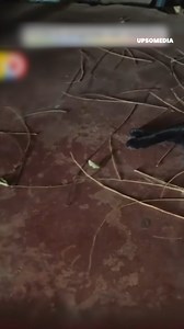 42K views · 2.1K reactions | A pigeon and a cat proved that friendship has no limits. The bird prepared a special nest for her feline friend’s babies, caring for them as if they were hers. | Meow Meow | Facebook