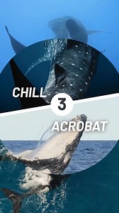 🐋 Whale Shark vs 🐳 Humpback Whale Two ocean giants with completely different personalities. Species Whale Shark: the largest fish on the planet Humpback Whale: a full mammal with lungs, not gills Size Whale Sharks are longer Humpbacks are much heavier and more powerful Behaviour Whale Sharks are calm, gentle cruisers Humpbacks are vocal, dramatic and love a good splash #WhaleShark #HumpbackWhale #OceanGiants #MarineWildlife #Australia #Oceans #SeaCreatures #Fish #Mammal #Animals | Will & Wind