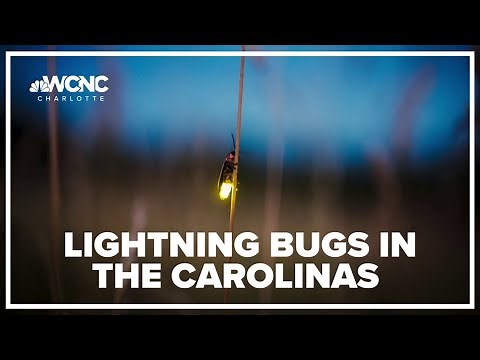 Lightning bugs appearing in the Carolinas