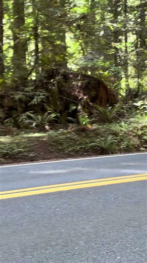 Avenue of the Giants