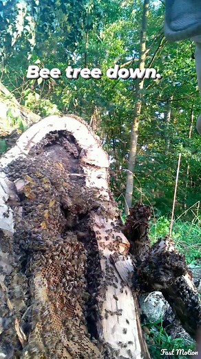 7.4K views · 182 reactions | Bee trees are one of my favorite jobs. Chop that puppy open and get to work! #saved #bees #beekeeping #beekeeperslife #beekeeper #rescue #trees #treeremoval #treefelling #GotIt #lookgoodfeelgood | Mueller Honey Bee | Facebook