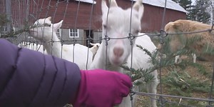 Hungry goats want to help dispose of your old pine trees