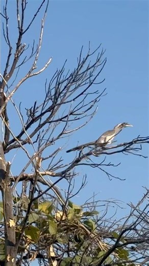 Powerful Hornbill in Action | Tree Jumping