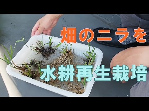 【再生野菜】畑のニラを水耕再生栽培してみました【水耕栽培】/I tried hydroponic regeneration cultivation of chive in the field