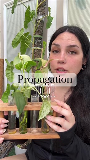 Plant Propagation Methods: Top 4 Techniques Explained
