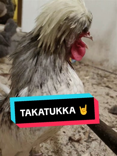 @Antti Paalanen jos Euroviisuille tarvii taustakukkoa, niin Gunnar ilmoittautuu! #Takatukka #kukko #eurovision2026 #anttipaalanen #eurovisionfinland