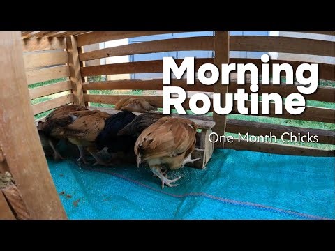 My Daily Chick Care Routine | Cleaning Coop, Feeding & Moving Chicks