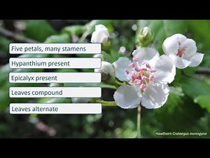Rosaceae - UK wildflowers - Five-minute families