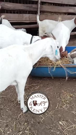 Goat Farming Business Success in Kenya