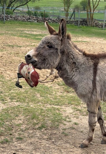 Donkey Love: Cute Donkey Moments and Animal Affection